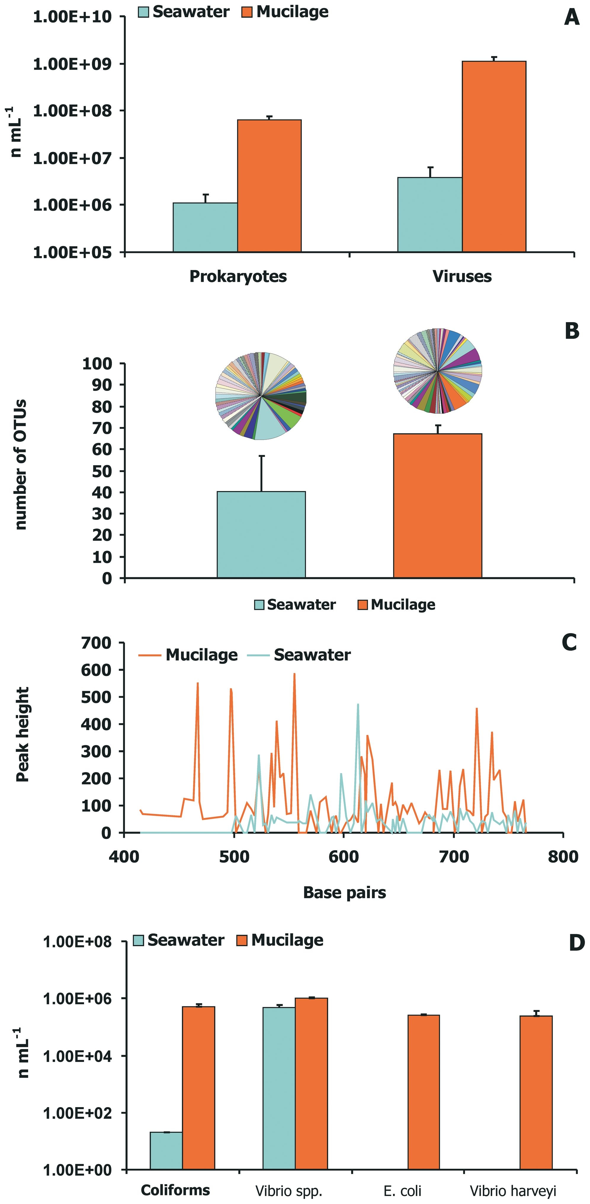 (A) Abbondanza virale e procariotica, (B) diversità batterica, (C) elettroferogrammi di DNA, (D) numero di patogeni presenti rispettivamente nei campioni di acqua di mare (seawater) e mucillagine (mucilage) raccolti lungo le coste dell'Adriatico nel 2007. Credit: Danovaro R. et al, Plos One 2009.