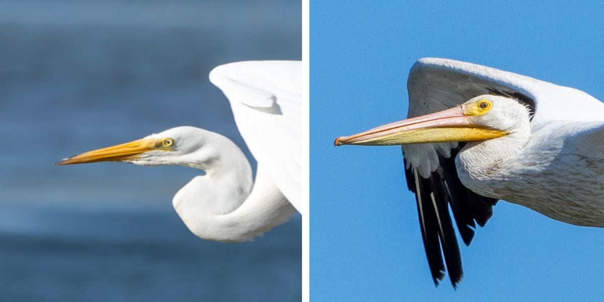 Side by side photos of a great egret (left) and American white pelican (right).