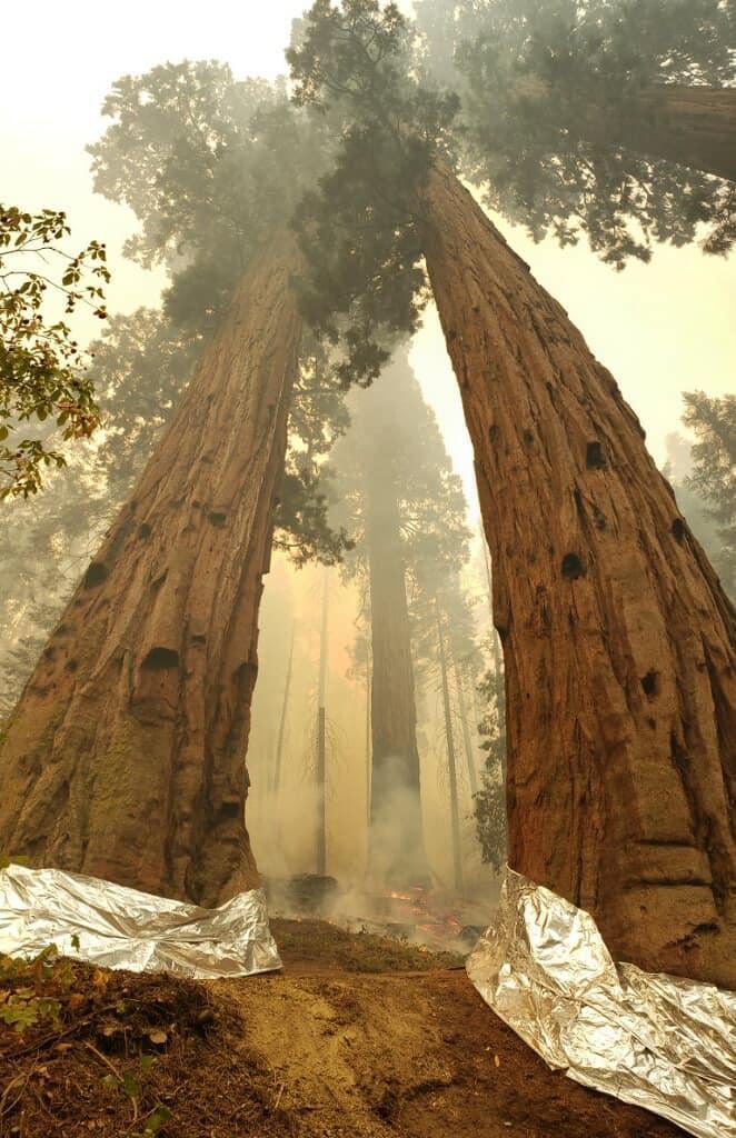 Two large sequoias have shiny silver fire shelter material wrapped around their bases, and fire and smoke can be seen just beyond these trees. 