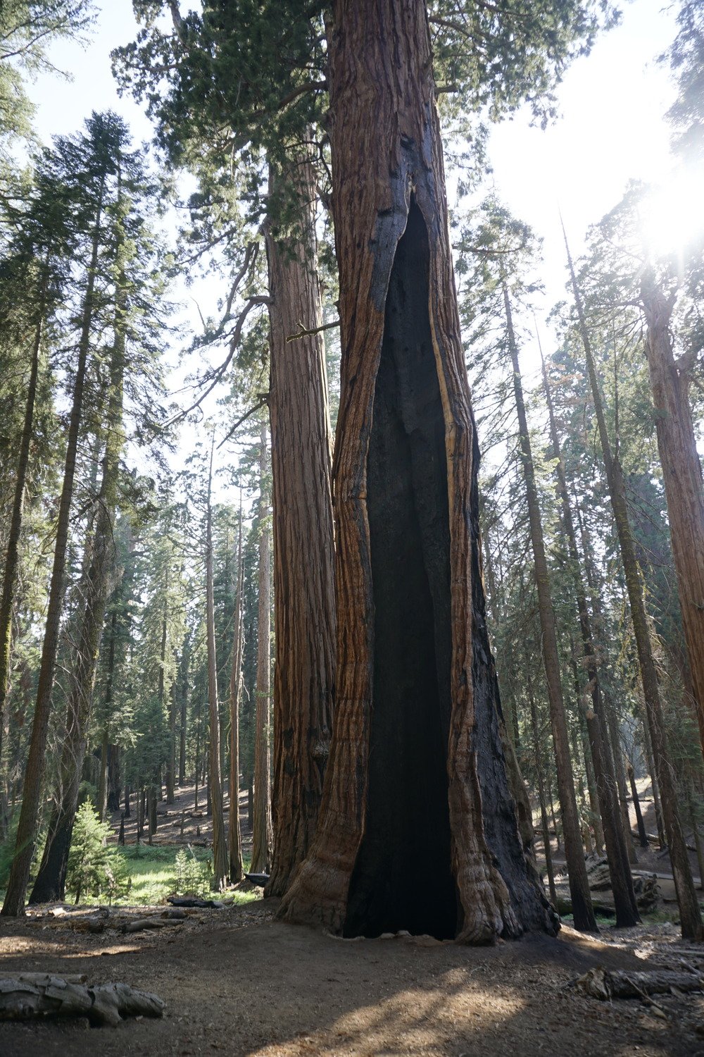 A large fire scar stretching about halfway up the trunk of a giant sequoia stands in the foreground. Behind it are other trees. 