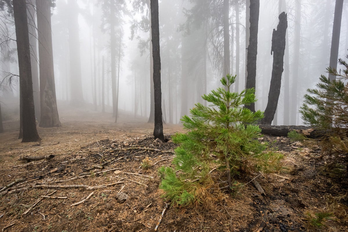 A bright green giant sequoia seedling that's about 1 foot tall grows amidst pines, firs, and sequoias that are visible through fog in the background.