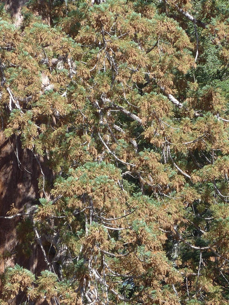 Giant sequoias with dieback due to drought.