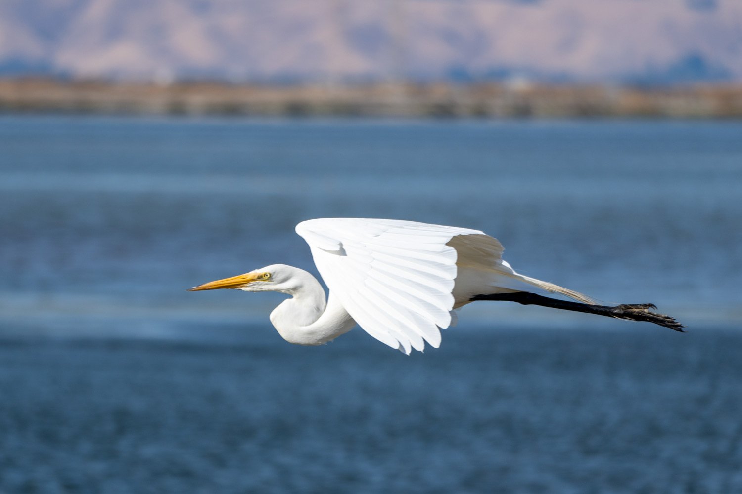 A great egret flying across the water.