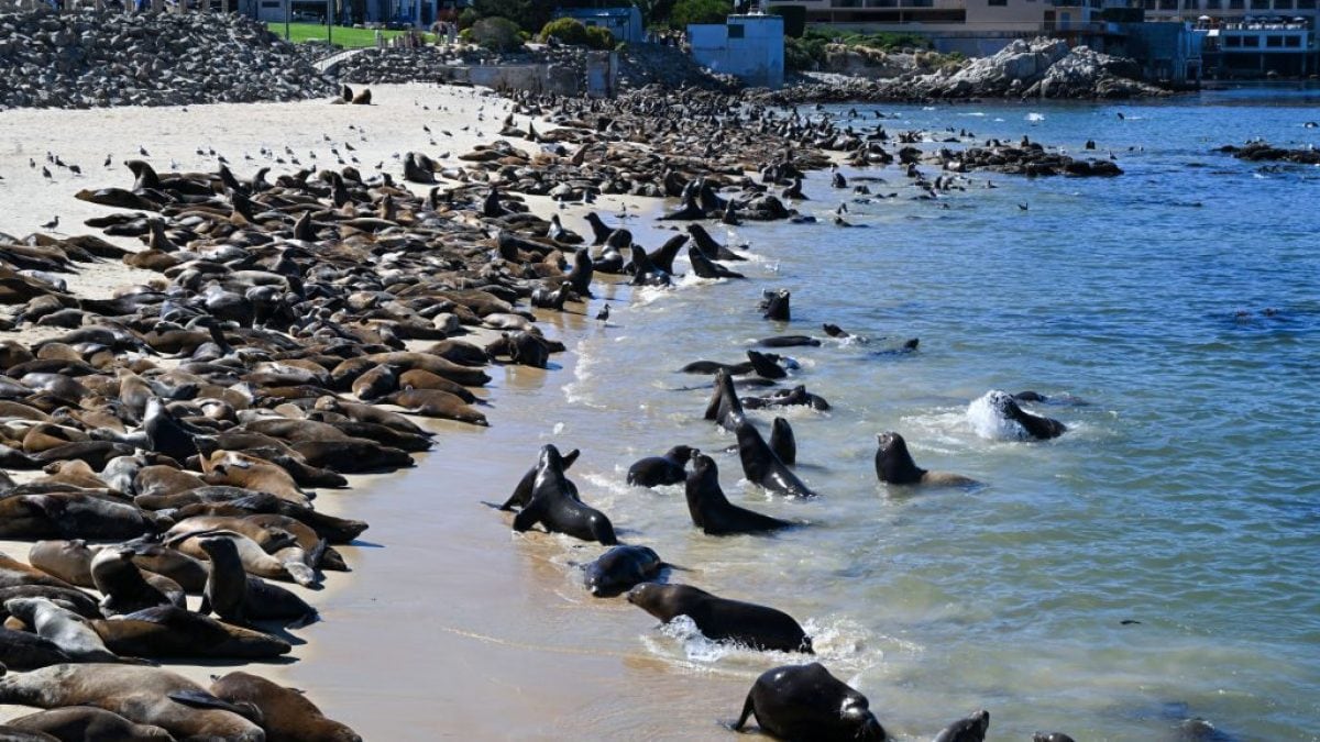 I leoni marini sulla spiaggia di San Carlos