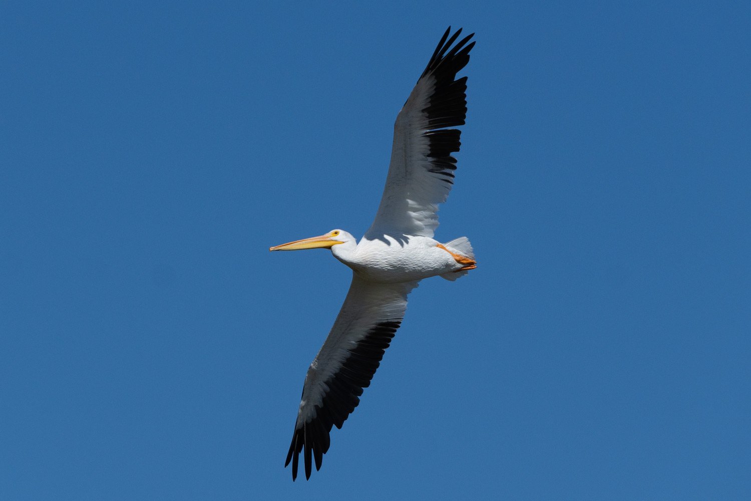 A white pelican in a bright blue sky with black wing tips. 