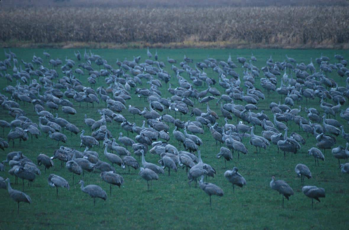 Sandhill cranes flock together on a grassy area in Medaryville, Indiana. Photo: John J. Mosesso, USGS. Public domain.