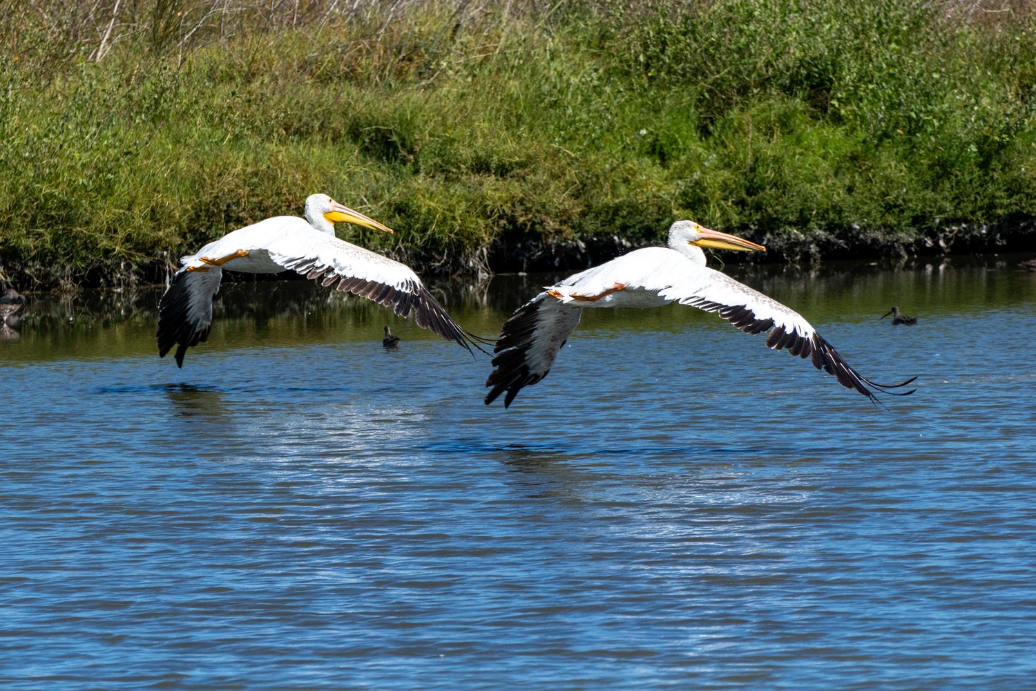 A pair of white pelicans flying low over the water. 