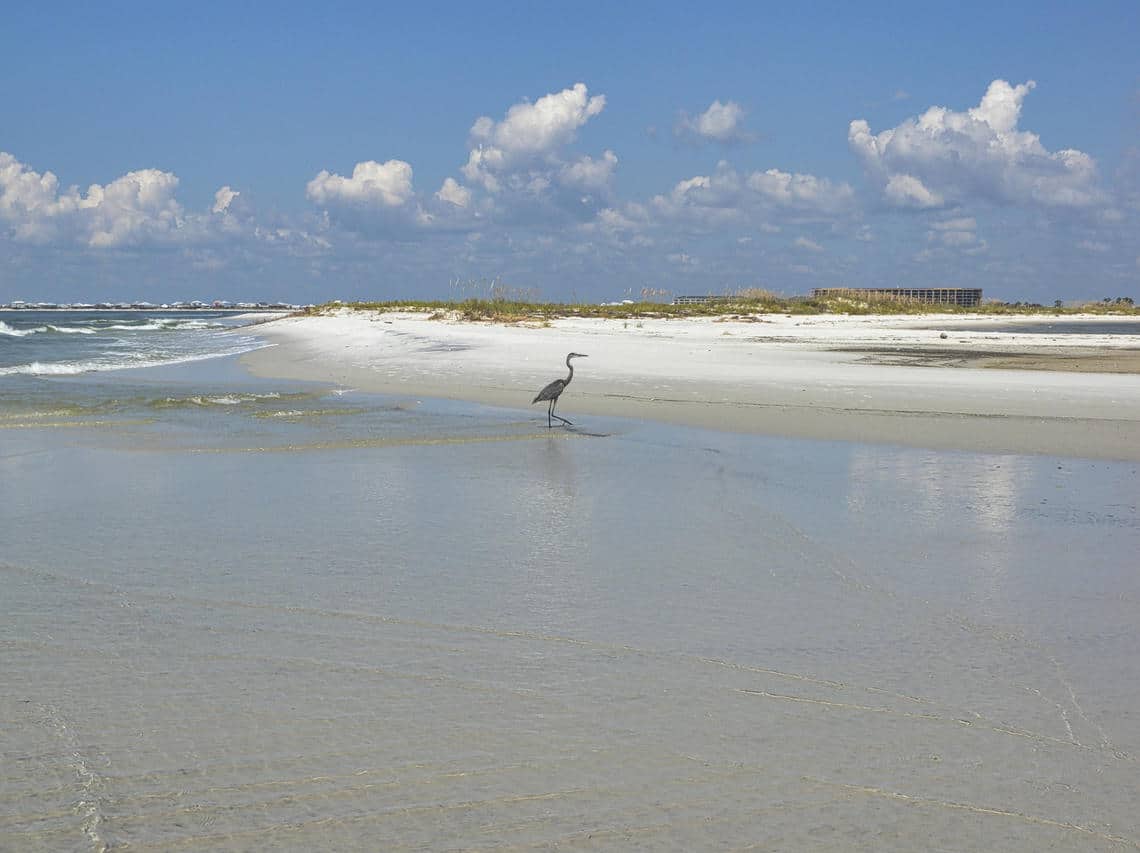 An egret walks in the shallow surf of an undeveloped beach on Dauphin Island, Alabama, with buildings viewed in the background from a different area on the island. Photo: Soupy Dalyander, USGS. Public domain.