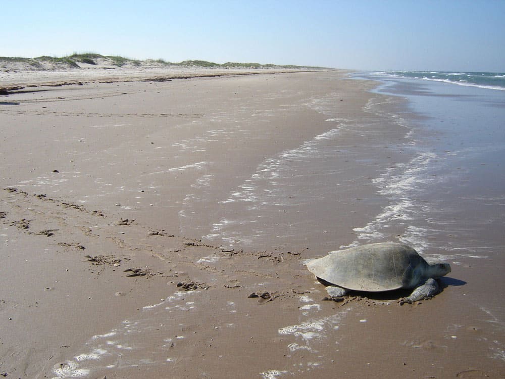 A Kemp's ridley sea turtle makes its way back to the ocean on Padres Island. Photo: NPS, public domain