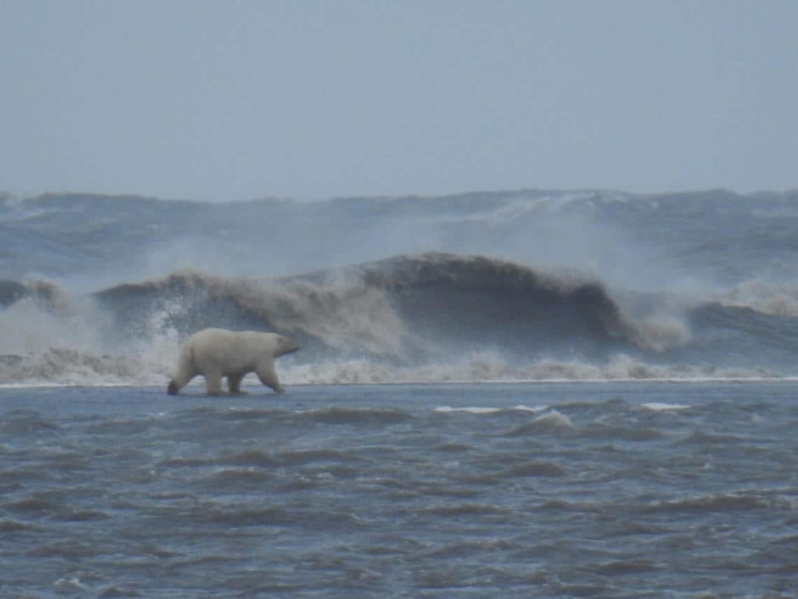 Adult polar bear walking across a recently overwashed barrier island during a large Arctic storm in September 2016. The barrier island is offshore of Barter Island on Alaska’s north coast. Photo: Cordell Johnson, USGS Pacific Coastal and Marine Science Center. Public domain.