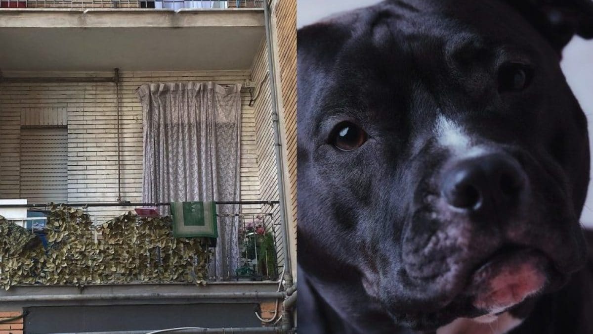 La casa dove si è consumata la tragedia e un pitbull (foto d'archivio)