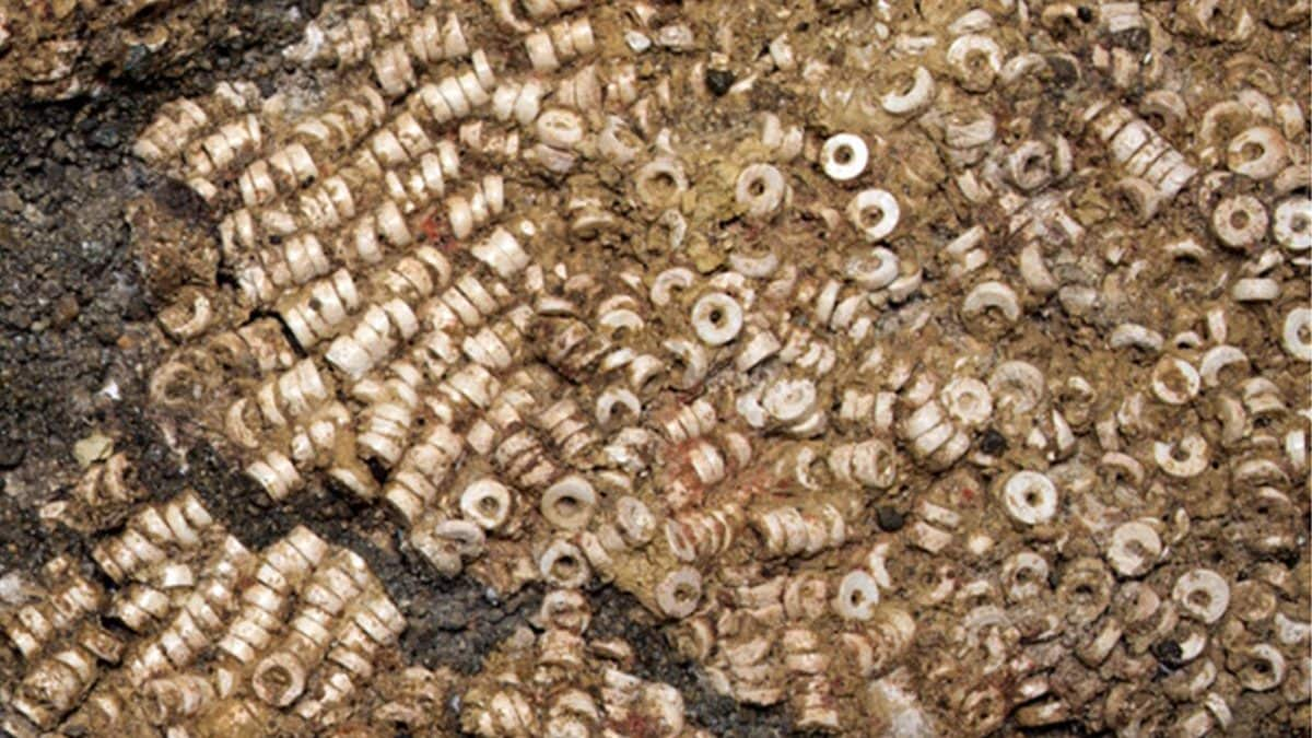 Particolare del tesoro scoperto nella Tholos de Montelirio (Spagna), una collezione di oltre 270.000 perline realizzate principalmente con conchiglie marine / Credit Science Advances 2025