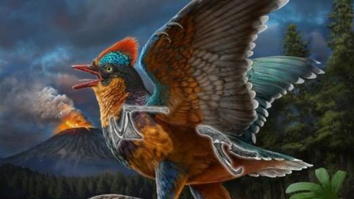 Illustrazione di Baminornis zhenghensis, l'uccello più antico mai scoperto. Credit: ZHAO Chuang