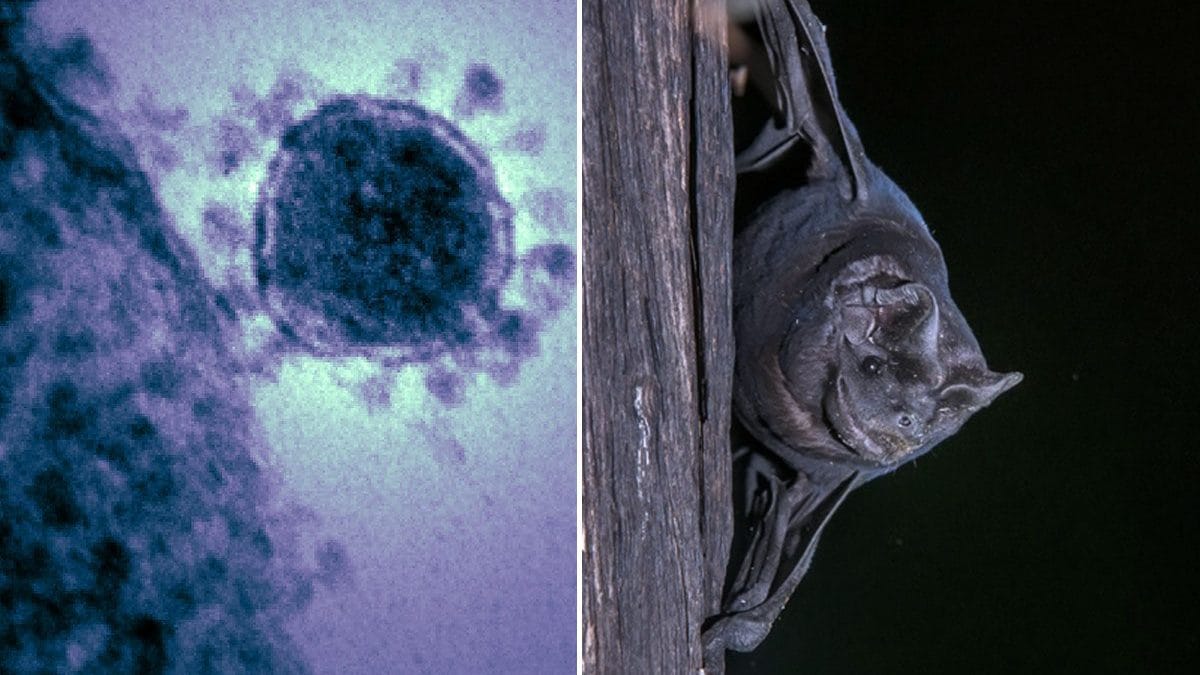 Un nuovo coronavirus simile a quello della MERS (a sinistra) è stato scoperto nei pipistrelli della specie Molossus molossus (a destra) in Brasile / Photo Wikipedia/iStock