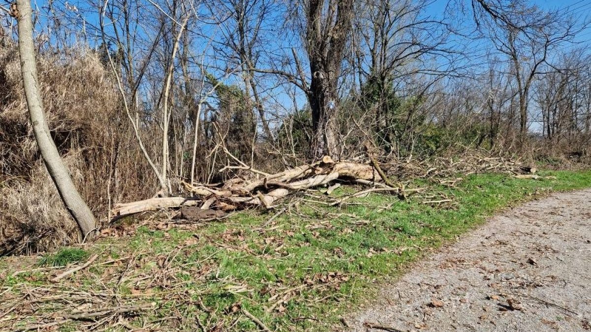 Gli alberi abbattuti lunedì (foto da Facebook, Comitato difesa Ambiente Zona 5)