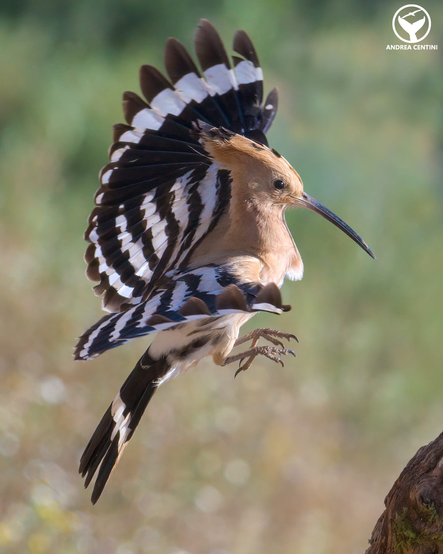 Upupa in volo. Credit: Centini Andrea